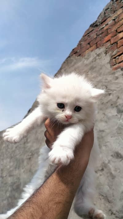 2 Months Old Pure Persian Kittens for Sale – 2 Male & 2 Female