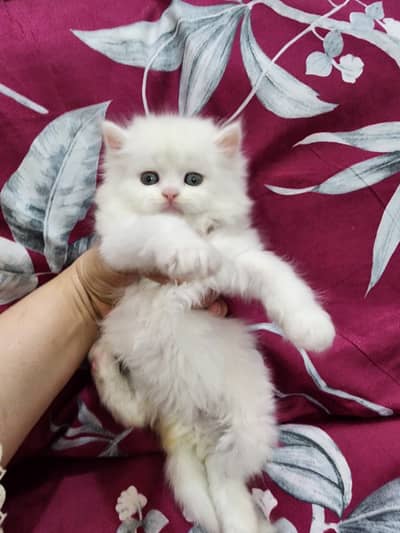 Persian kittens triple coated