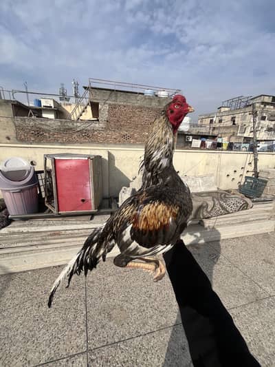 Aseel Saleta jawa cross