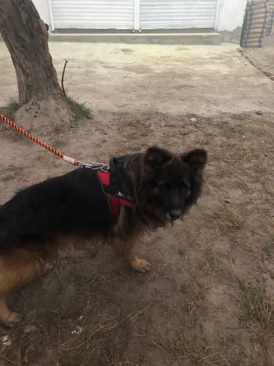 German Shepherd Double Coat | Guard Dog (High Quality)