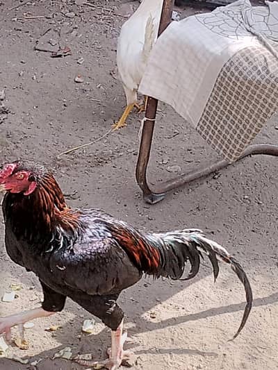 LAKHA BREEDER 03214059840