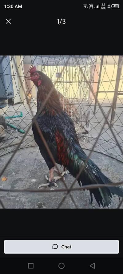 LAKHA BREEDER 03214059840