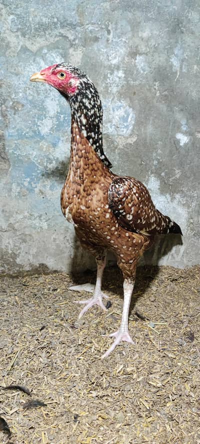 Aseel / cheeni / King / Pure Blood line / murga/ Aseel / Asel / murgi