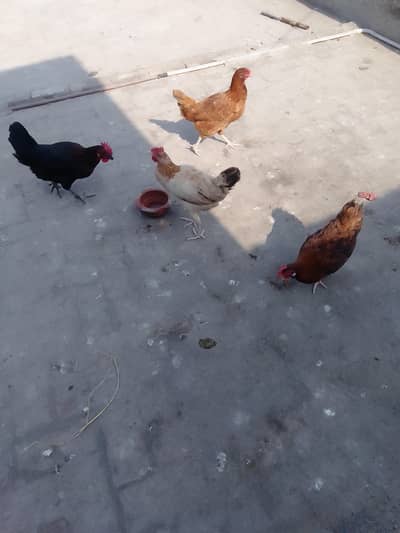 hens for sale egg laying. 03024894247