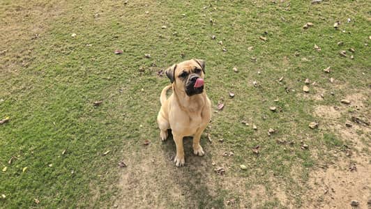 Friendly Bull Mastiff For Sale or exchange with shitzu Pair puppies