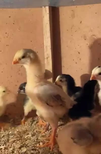 king size  o shamo chicks available