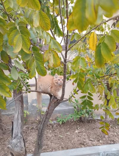 cutest ginger persian kitten for sale