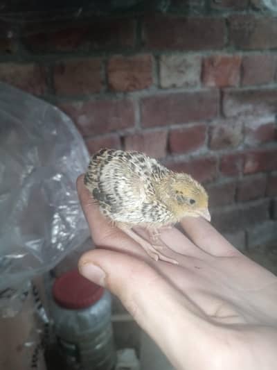 batir chiks & conure breeder piar history k Sath