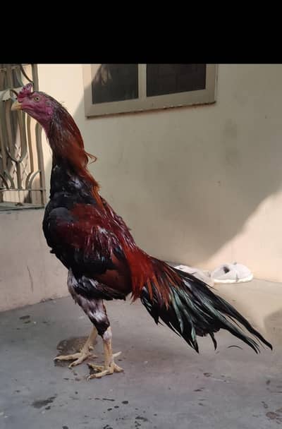 high quality aseel patha