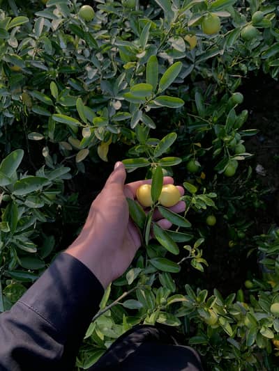 ASALAMOALIKUM AVAILABLE HERE EVERYPLANT with discount rate