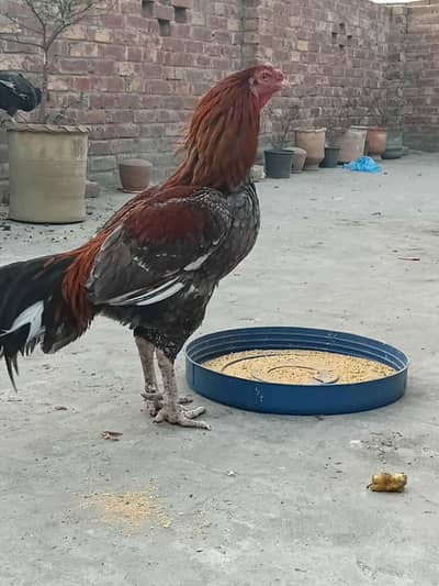 Aseel murga for sale