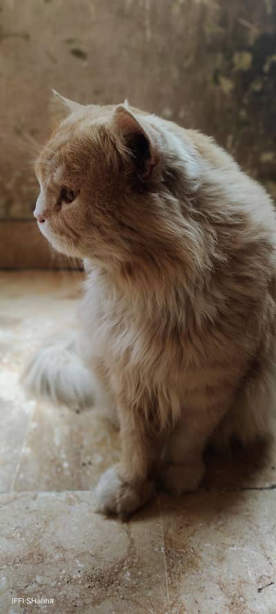 breeder stud persian male for sale