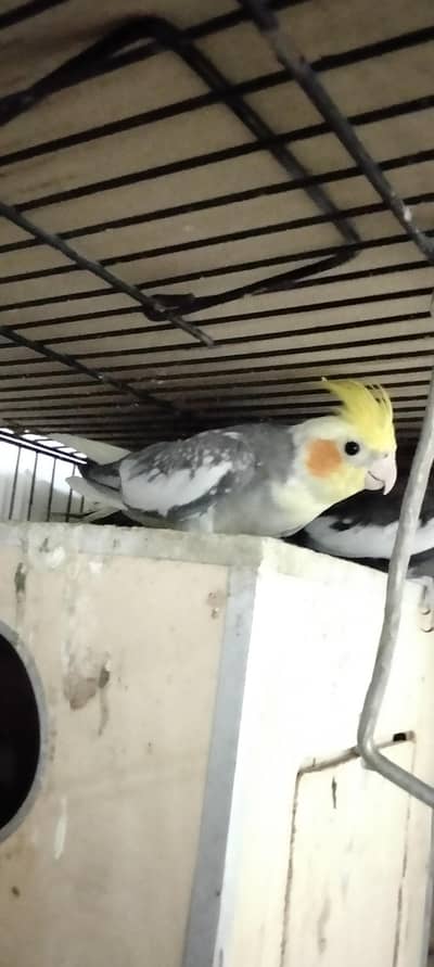 cocktail breeder pair