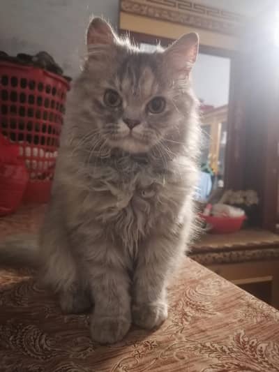 Cat Gray Persian