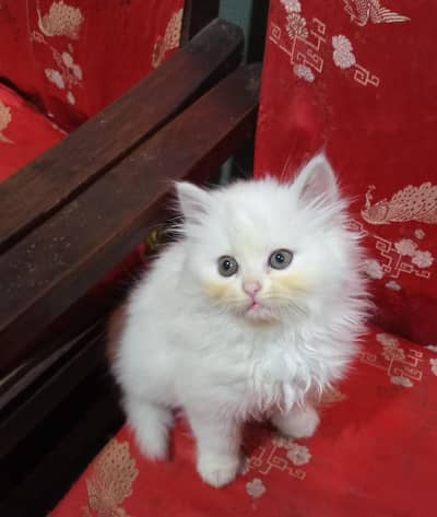 female kittens available for new home