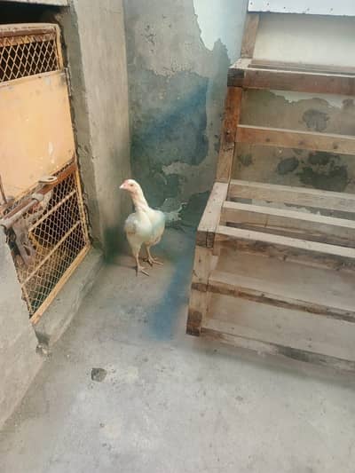 Heera aseel   03083071000