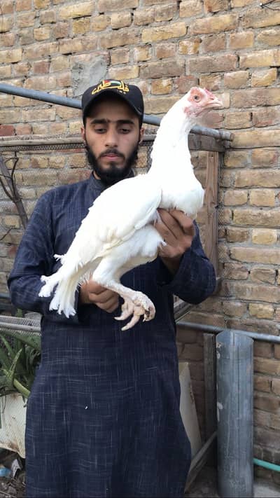 Aseel parmooz paper white blind madi