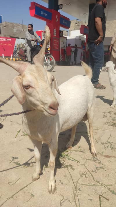 tadey tapra do dant 03130294136