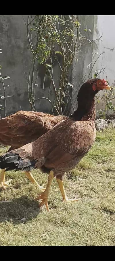 aseel murghi/female for sale. Healthy active and vaccinated