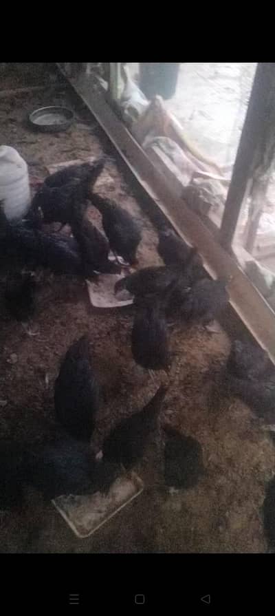 austrolop hens available 4 +1 set