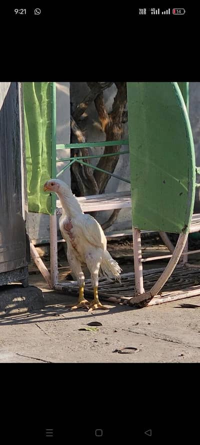 arrot big murga age 3 month for sale 0336/15/74/901