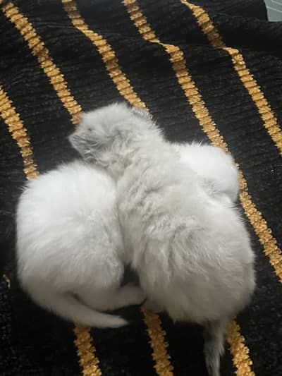 pair long coat persian cats