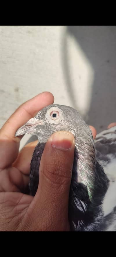 royal teddy imam din aur sath wla teddy pigeon kabutar