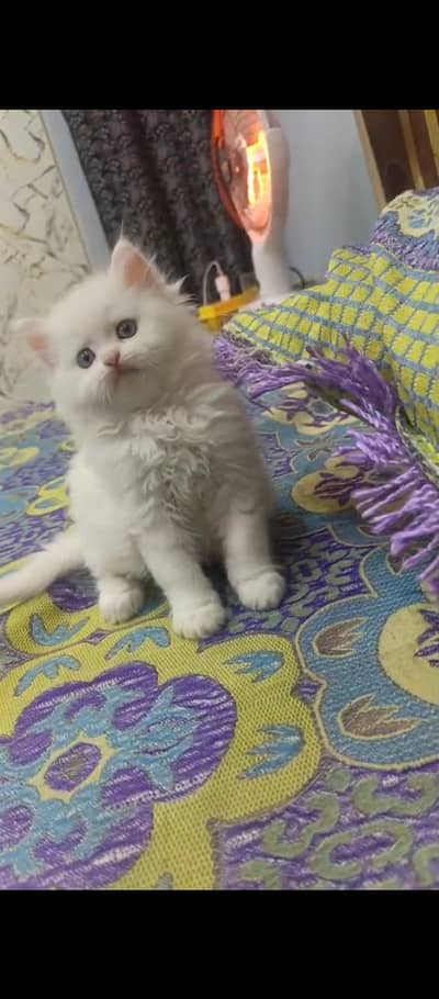 Female kitten punch face