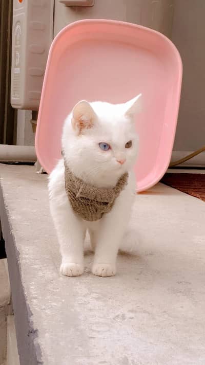 Persion Cat triple cote