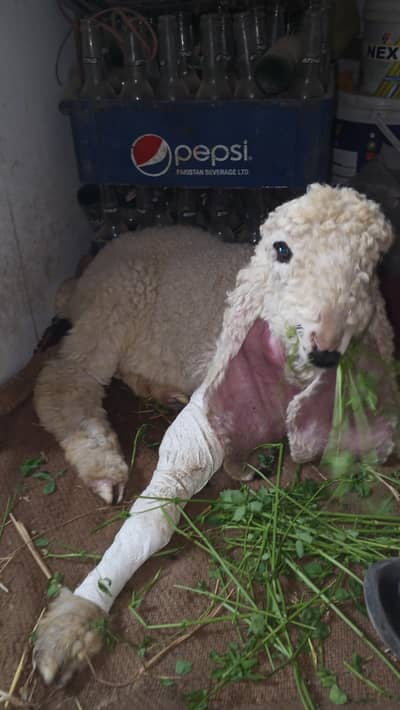 khajla dumba for sale age 2 month