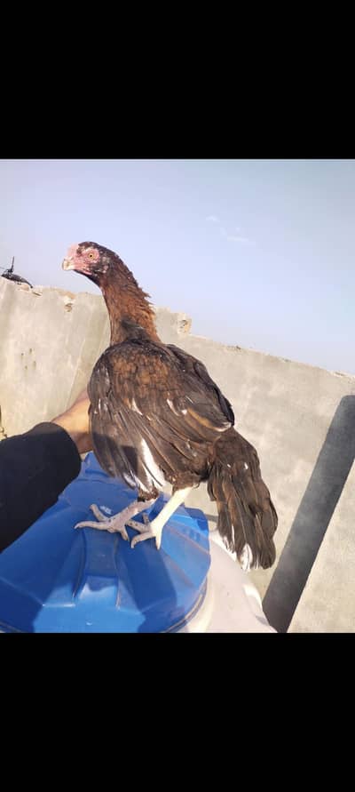 parrot beak and heera cross female