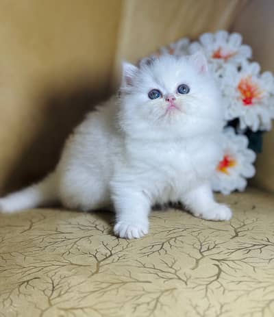 high quality kittens