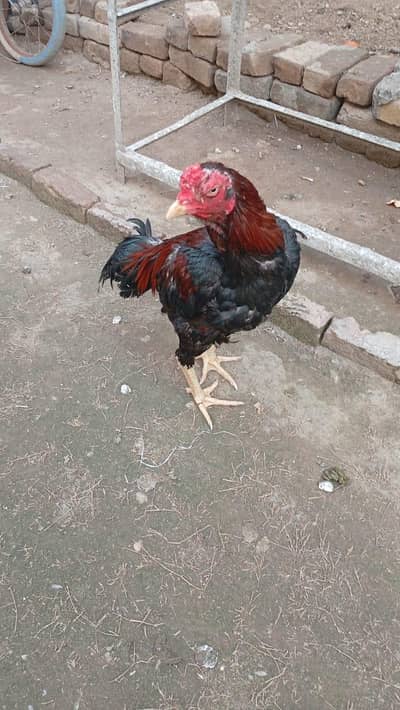 beautiful aseel male for sale