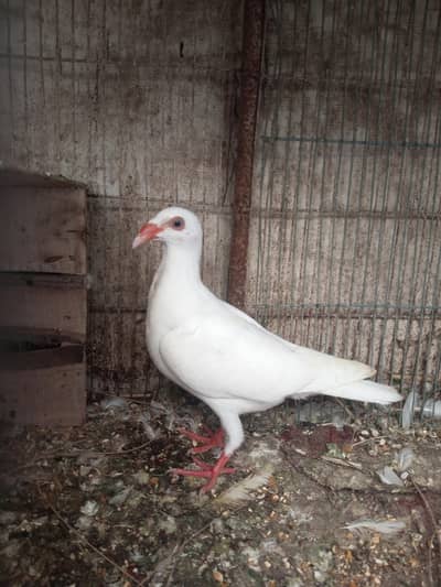 White Danish Young Patha for Sale Healthy and active