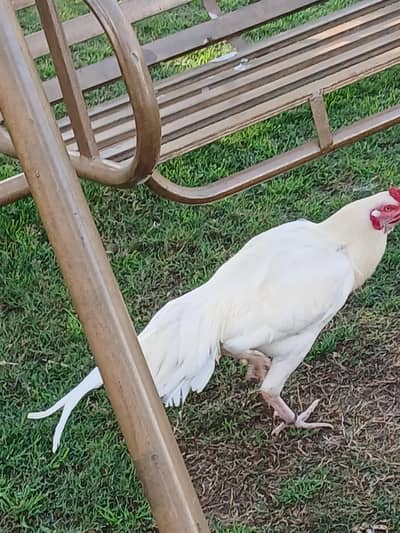 hira aseel sindhi aseel