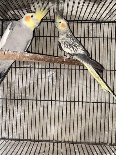 Beautiful breeder cockatiel pair