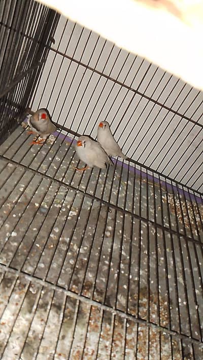 Cocktail pair + Zabra Finch