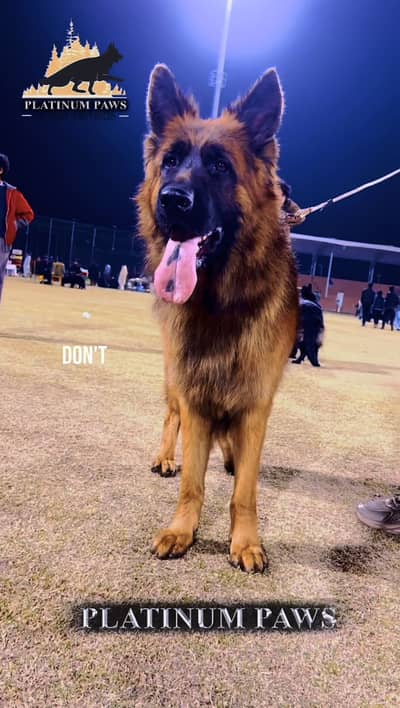 Alpha Vom Platinum Paws available for stud