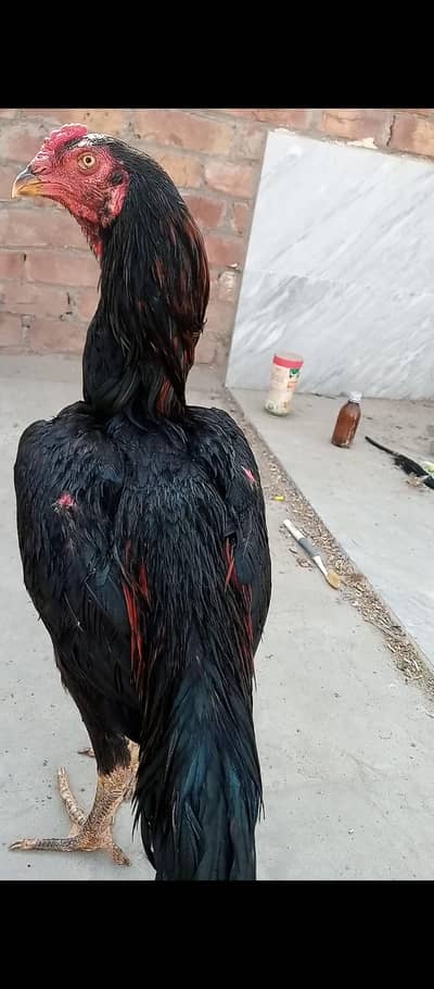 long hight kamaleya breed ka murga wazan 3kG