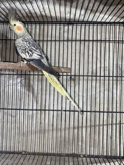 Beautiful cockatiel breeder pair