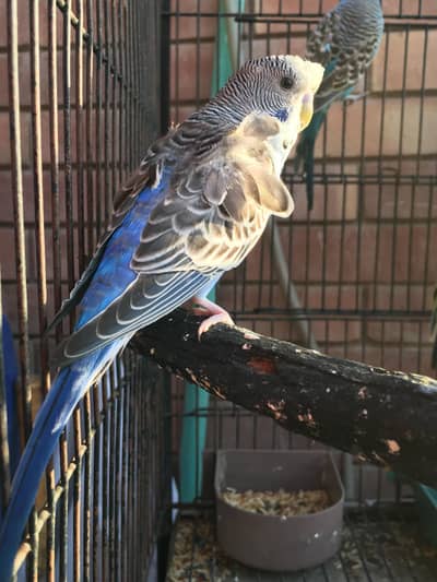 voilet hogoromo breeder male for sale