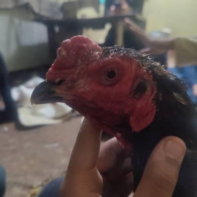 burmi / panus / pakoye / Thai / trad