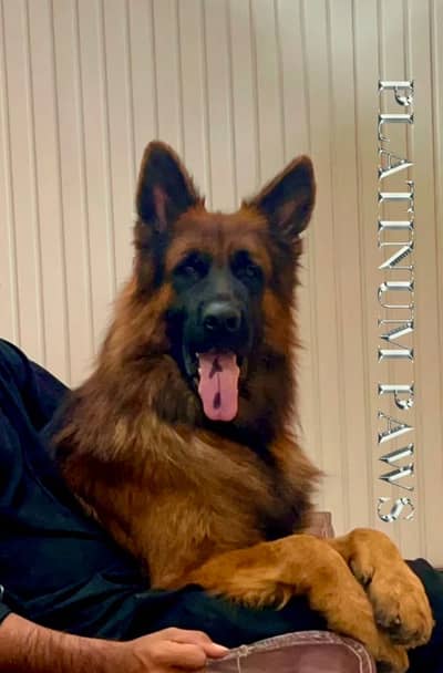 Alpha Vom Platinum Paws available for stud