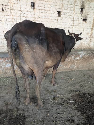 Frisian cholistani cross cow taza soi