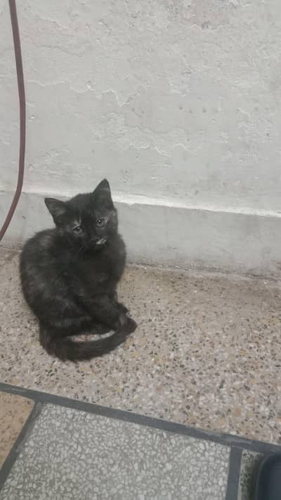 black colour ka kitten ha male ha