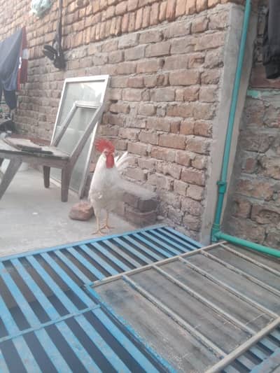 White Shawar Desi khubsurat Murga