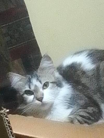 Persian cat must be sold to a family