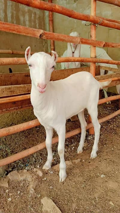 female teddy 3 months gaban