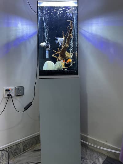 Imported polish glass fish aquarium with stand