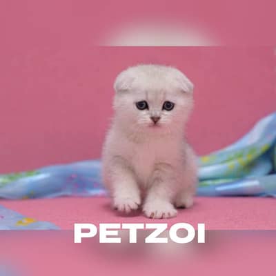 Scottish Fold Kitten